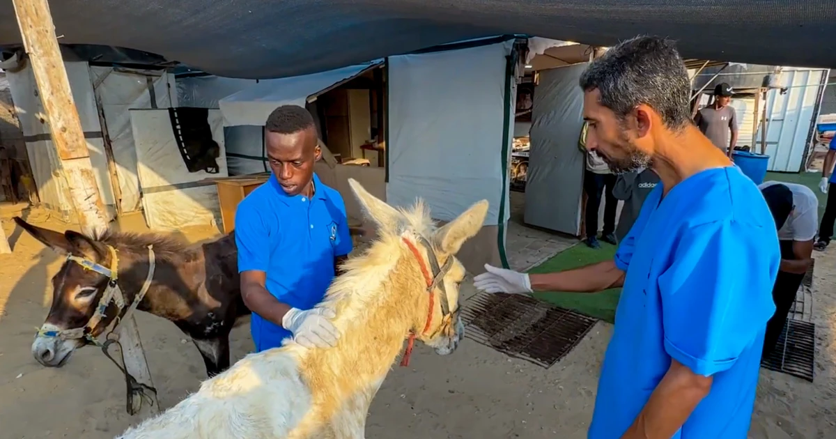 251227 gaza animals help group ch 1115 29253b