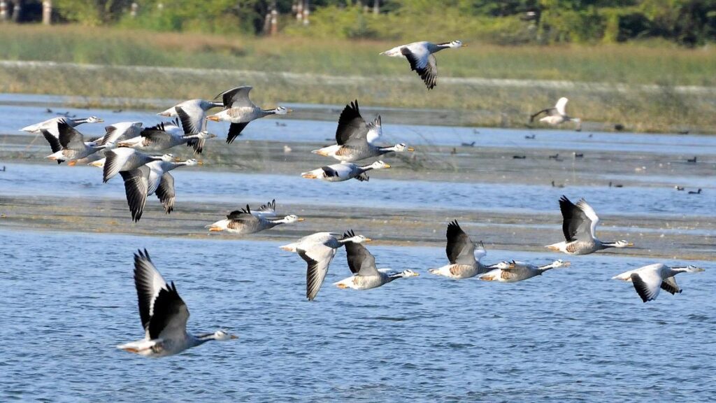 6702 31 12 2025 18 39 58 1 BIRDS