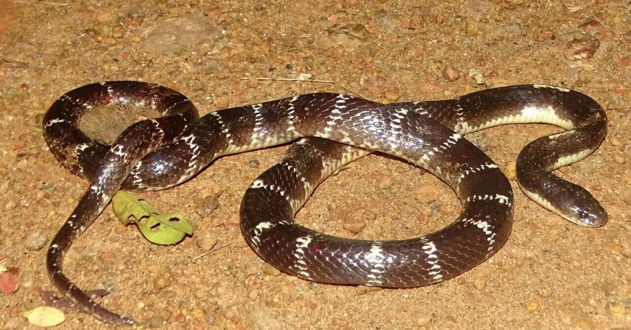 Bungarus caeruleus 157751749 e1766553831202