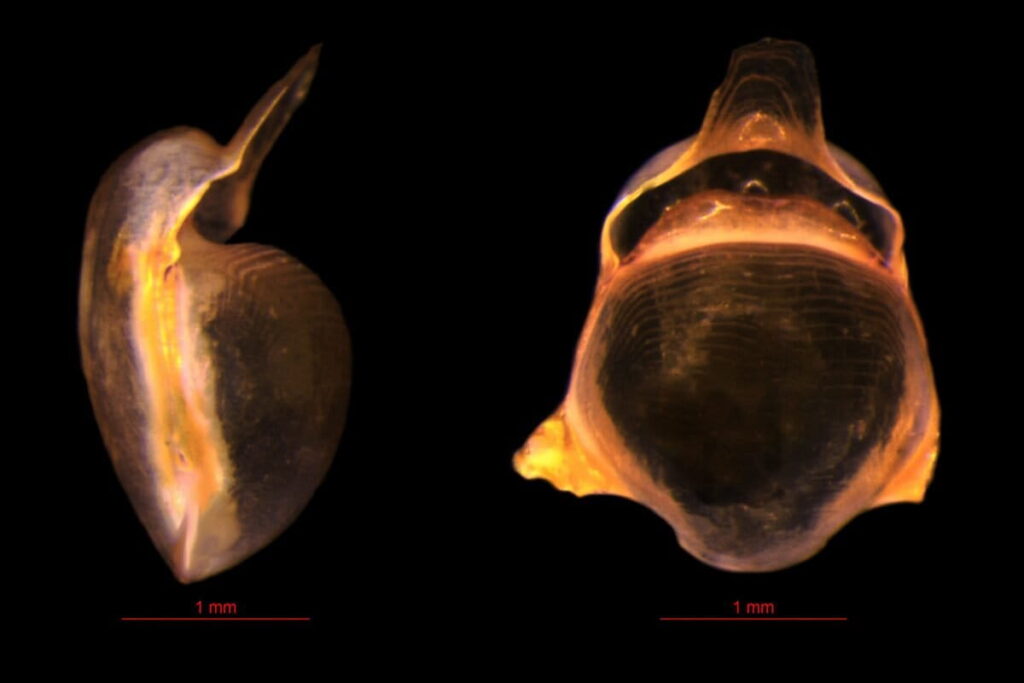 D. strangulata 1200x800 1