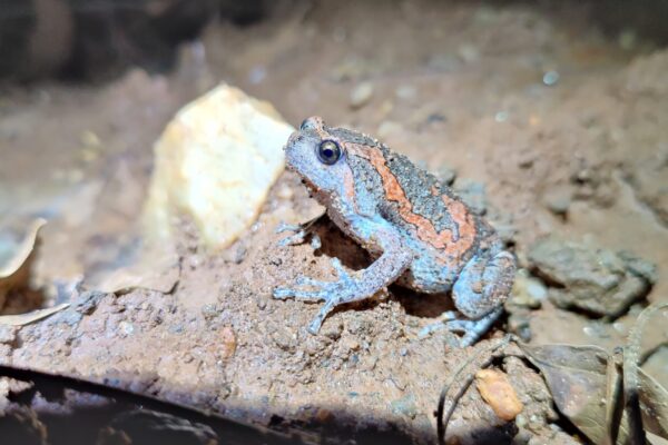 Painted balloon frog at Mallathalli Kere Credit Seshadri scaled