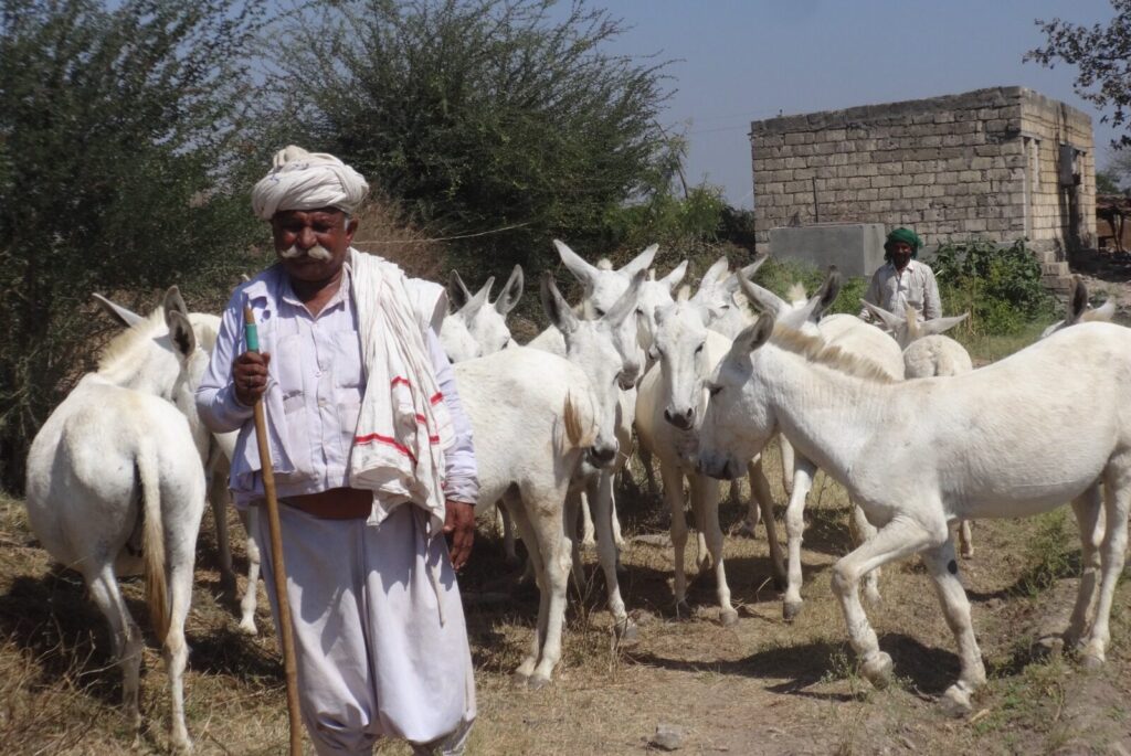 Ranabhai Bharwad is a Maldhari or pastoralist who rears Halari donkeys e1766605076342