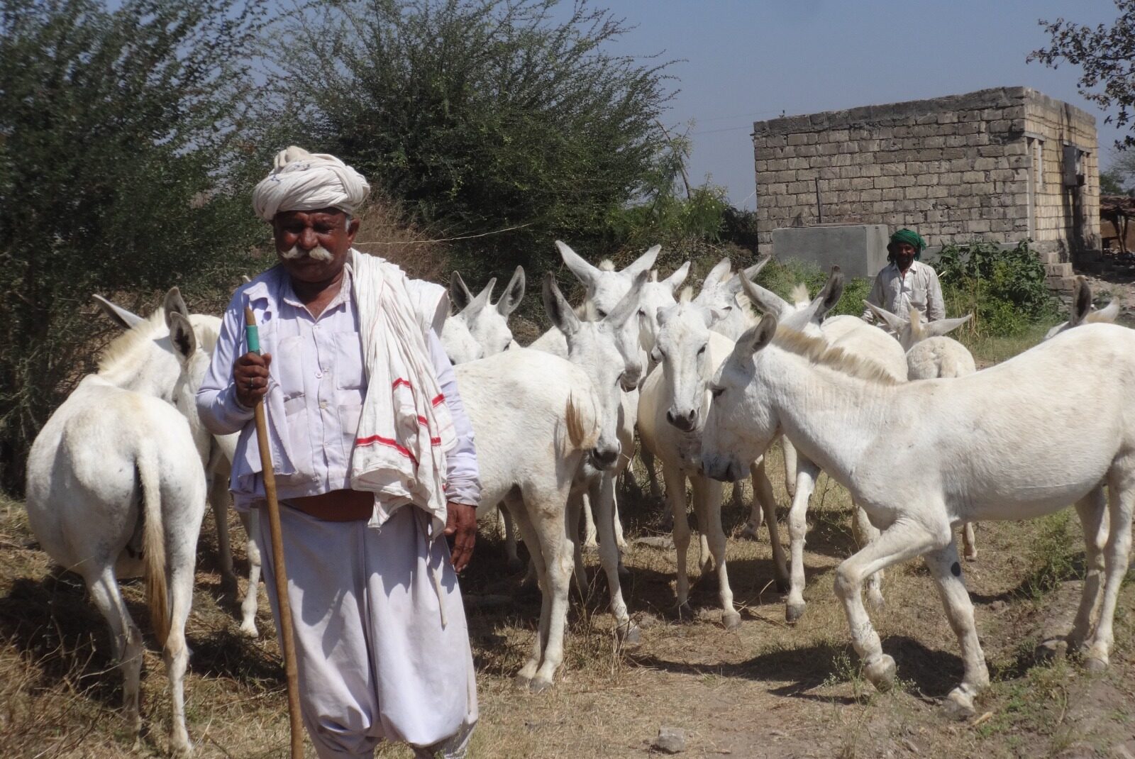 Ranabhai Bharwad is a Maldhari or pastoralist who rears Halari donkeys e1766605076342