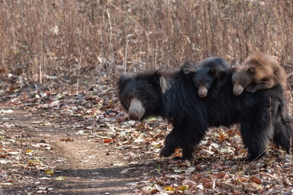 Sloth Bear with Cubs at Bor tiger reserve Maharashtra India e1766047635833