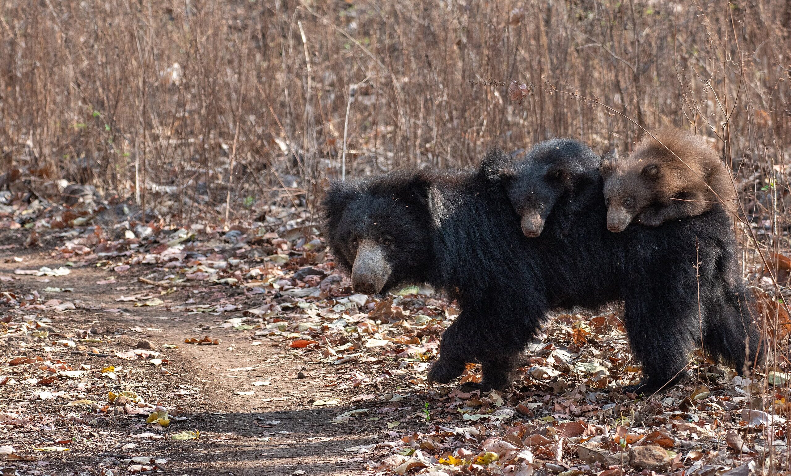 Sloth Bear with Cubs at Bor tiger reserve Maharashtra India e1766047635833