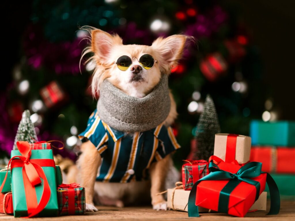 christmas chihuahua glasses