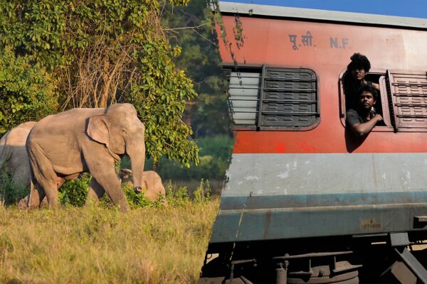 elephants train crash