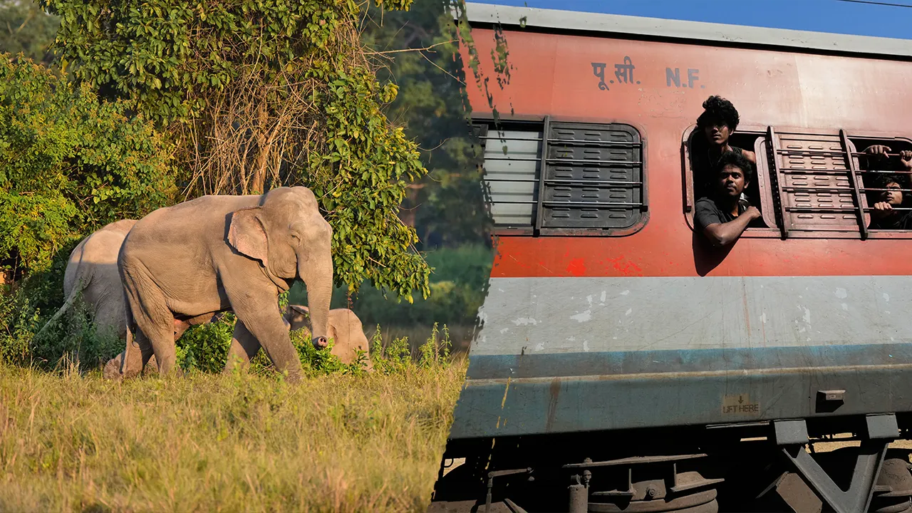 elephants train crash