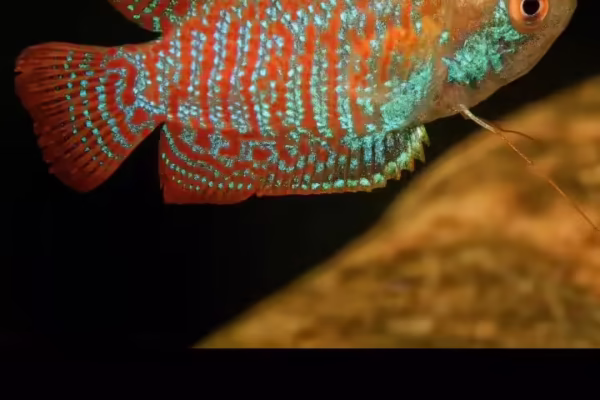 msid 126054436imgsize 47630.cms