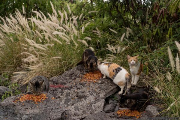 wirestory cd69674cb23e0bdf1071d2aa141b8d70 16x9