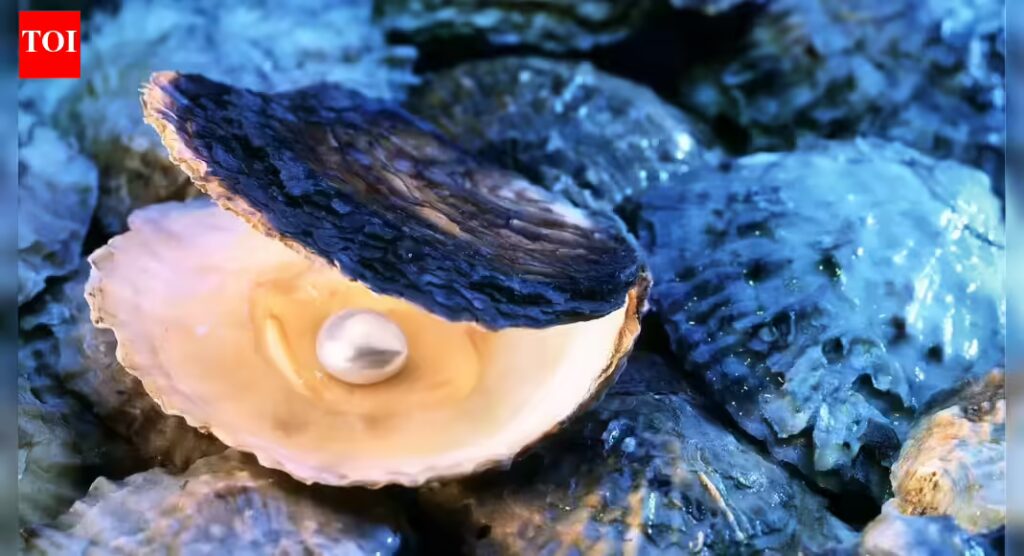 How oysters turn a tiny irritant into a pearl: What really goes on inside the shell | 1 1767618987 photo.jpg