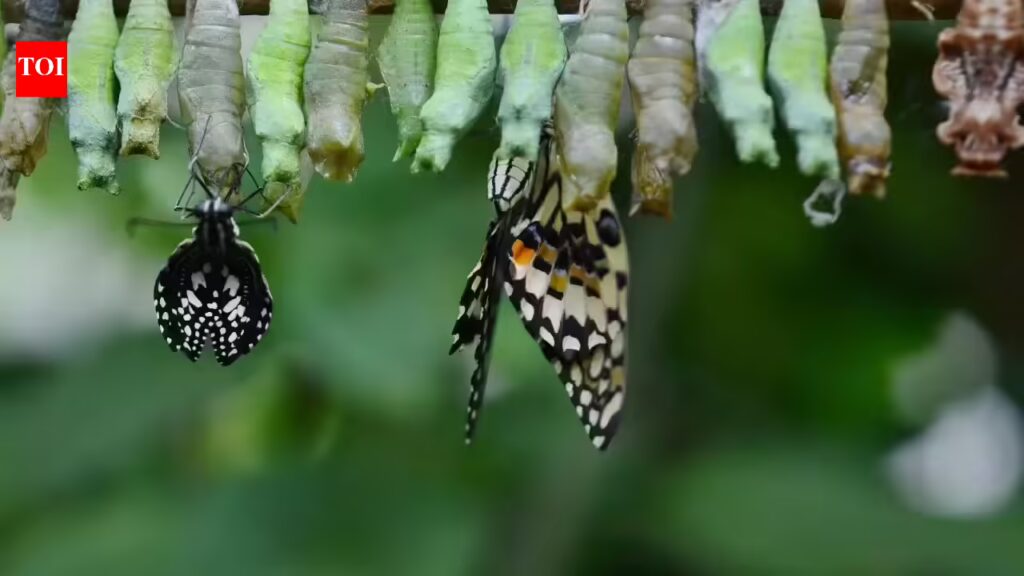 Scientists discover that butterflies remember life lessons from their caterpillar days | 1 1769733607 photo.jpg