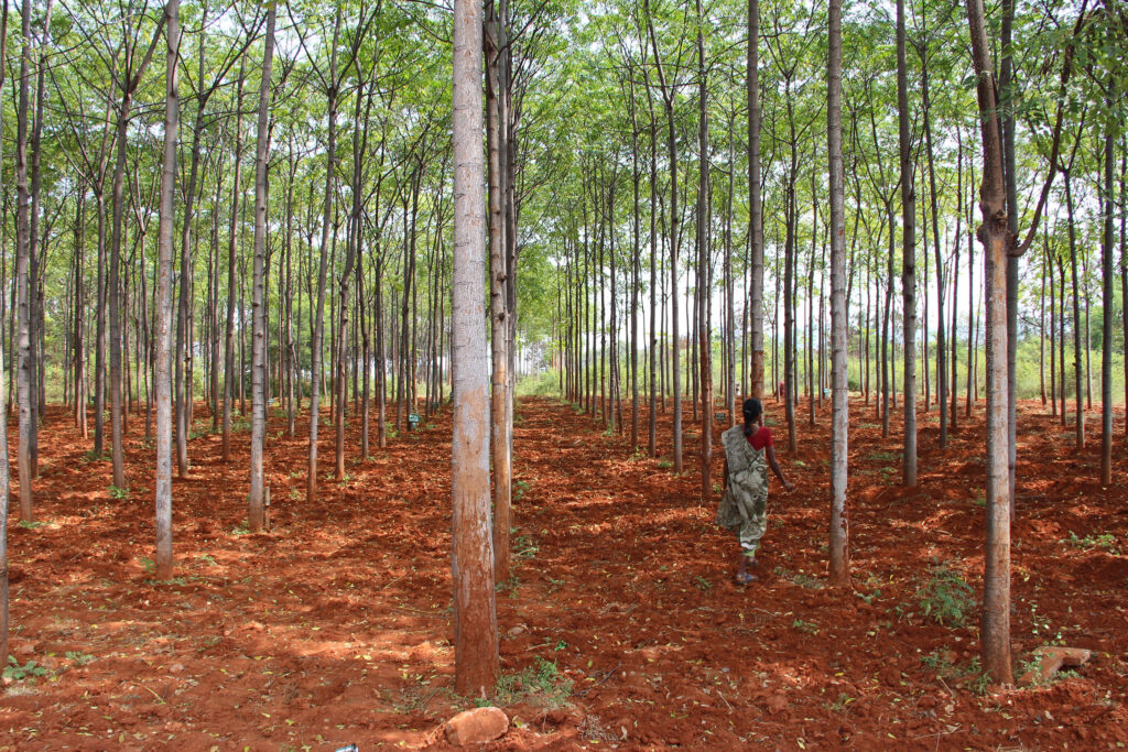 Government opens up forest plantation to private sector, critics question its conservation value 4 18963522564 1e12625071 k.jpg