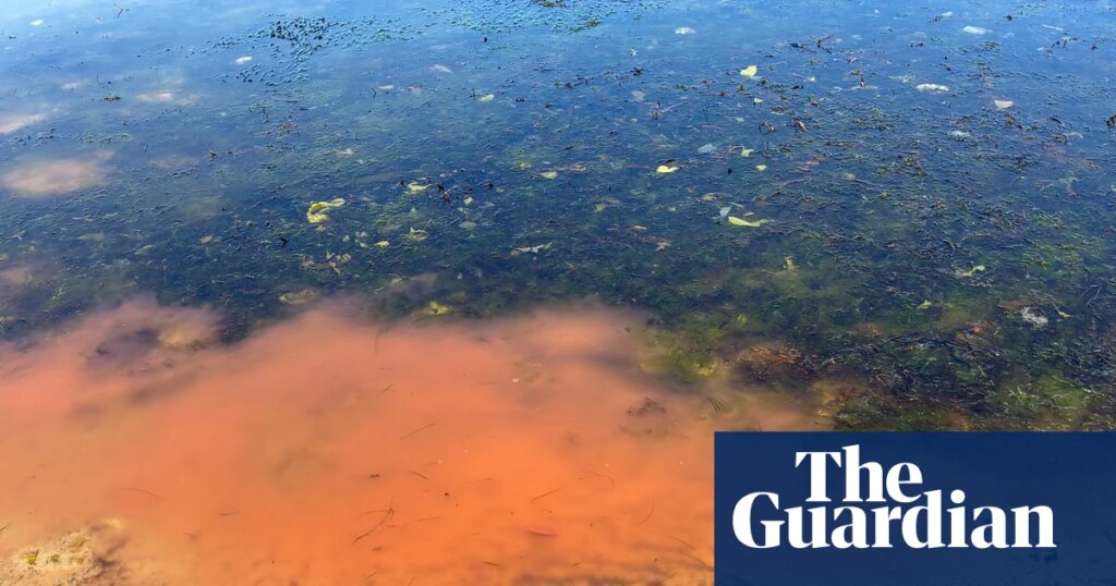 Mystery pink slime on secluded Tasmanian beach prompts fears of potential algal bloom | Tasmania 1 5355