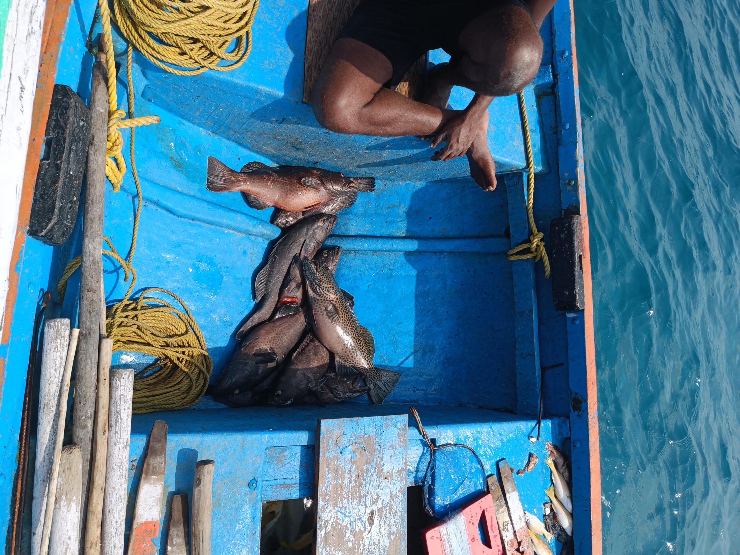 A catch of groupers scaled.jpg