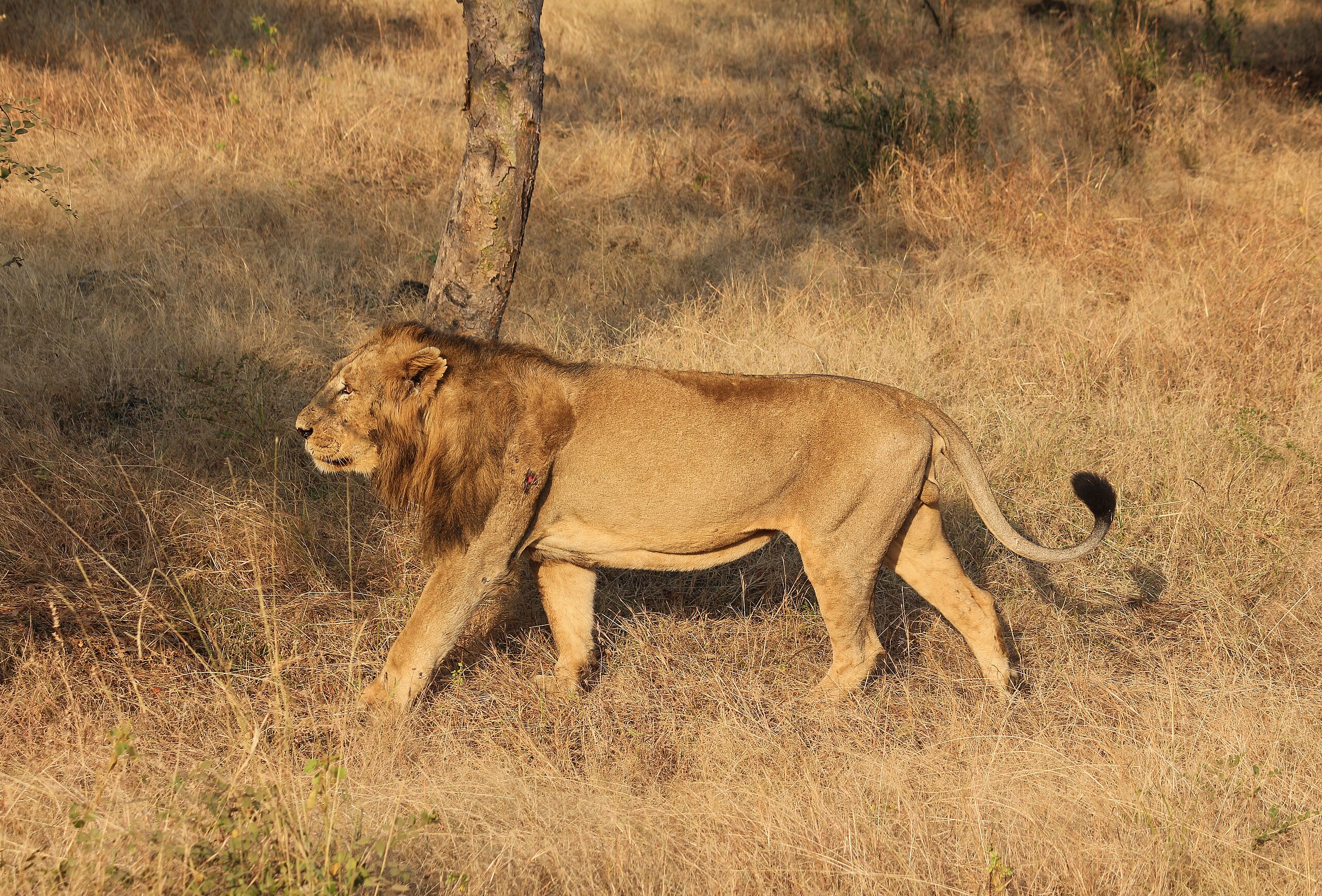 Asiatic lion 04.jpg