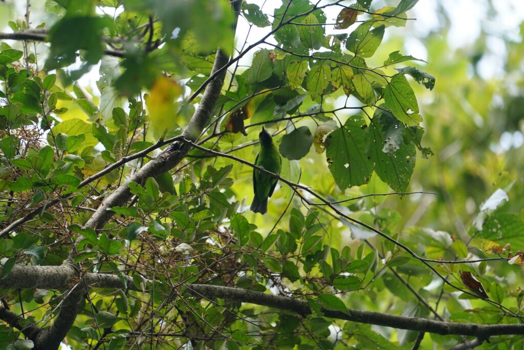 BIRD PALLKKAD IRV06145 scaled.jpg