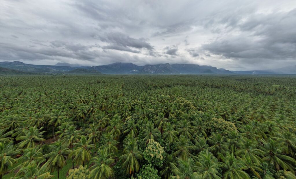 Coconut under cultivation near Pollachi in Tamil Nadus Coimbatore district scaled.jpg