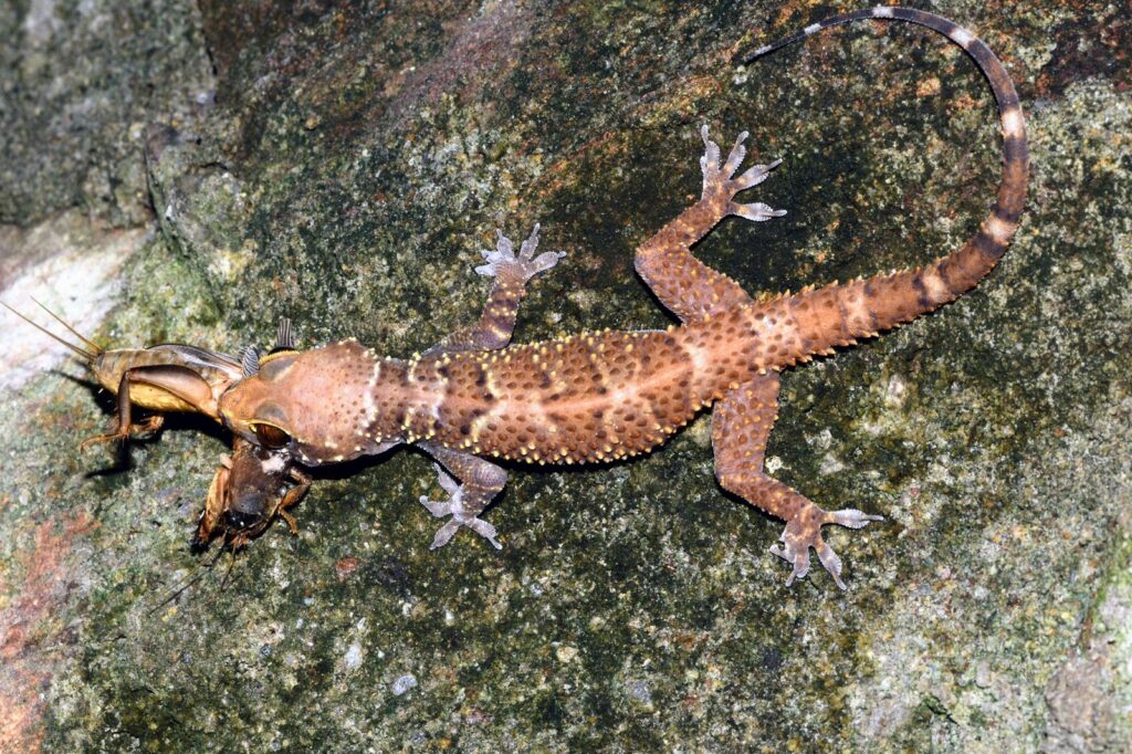 New-to-science gecko sheds light on Eastern Ghats’ biodiversity 1 IMG 20260121 WA0013.jpg