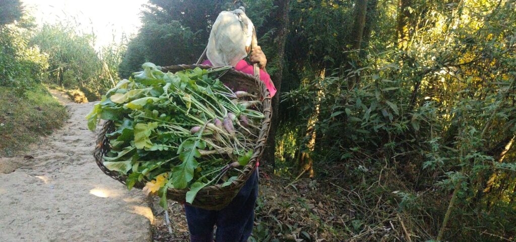 Raddish Harvest scaled e1767863662603.jpg