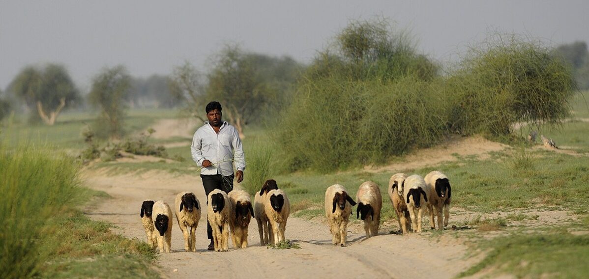 Shepherd DSC0929 e1769750990245.jpg