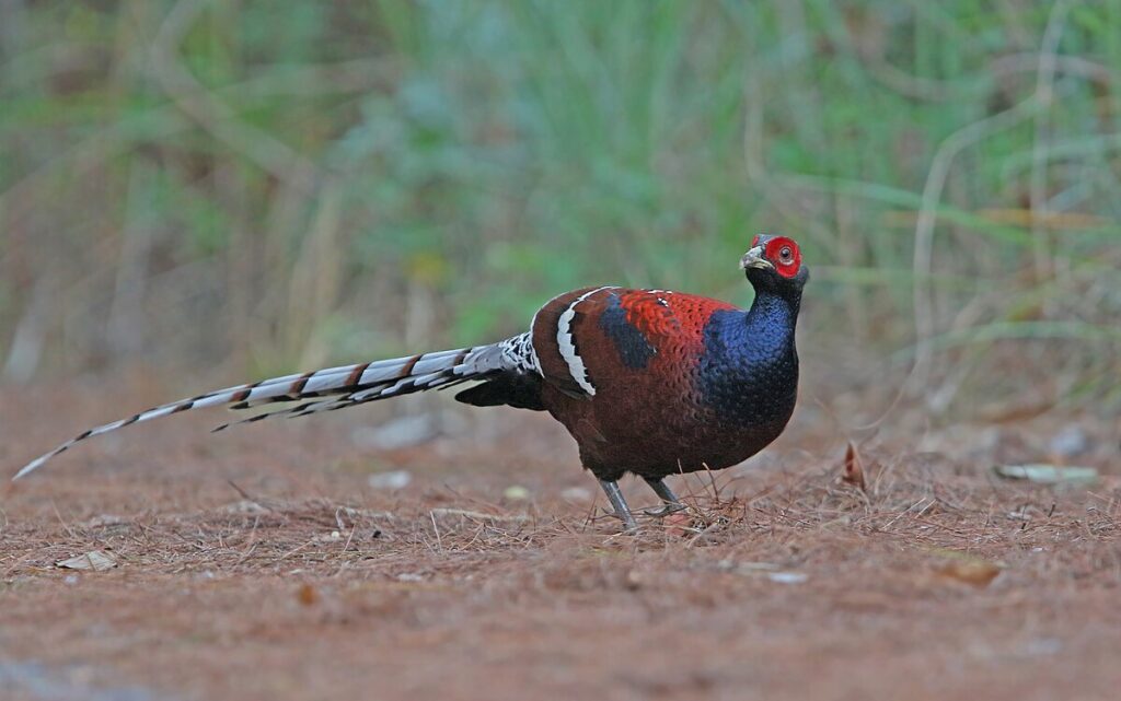 Syrmaticus humiae 104702120.jpg