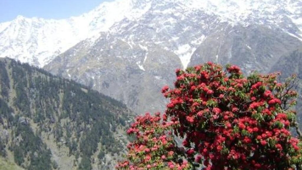 Trekking ban in Kangra: District admin issues orders 1 Triund dharamshala.JPG
