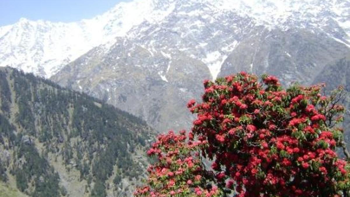 Triund dharamshala.JPG