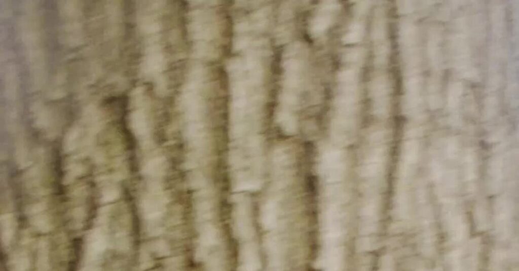 azaria shannon topper 10791 cover facebookJumbo.jpg