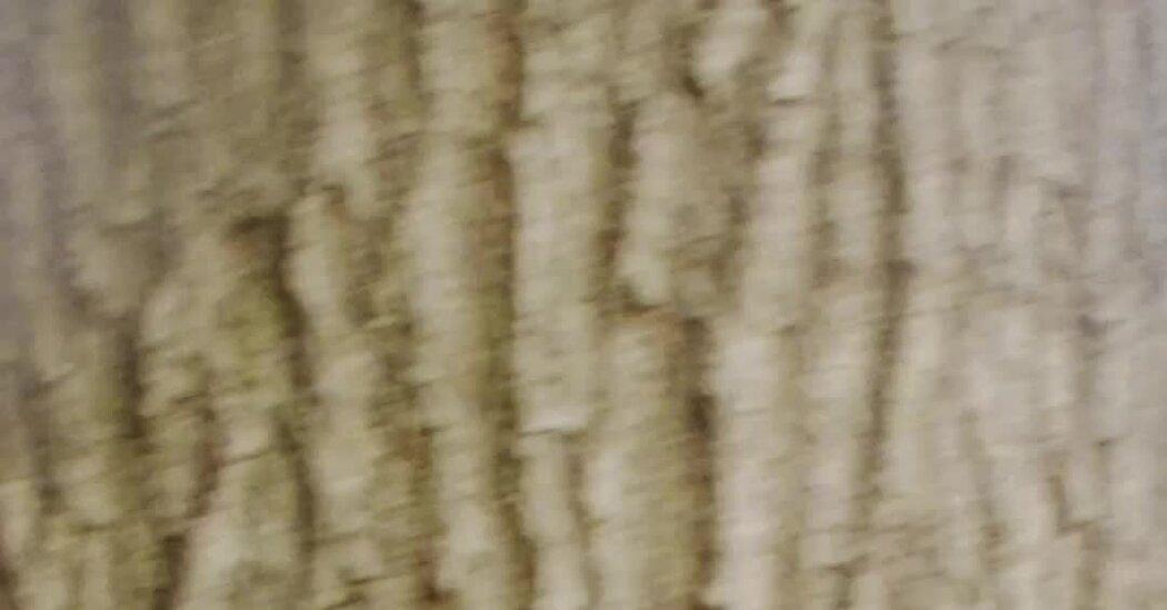 azaria shannon topper 10791 cover facebookJumbo.jpg