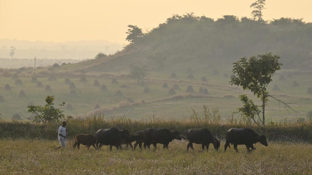 Chilly weather regains grip over Telangana; 6.3℃ recorded in Asifabad 1 driving20his20cattle20back20home20from20grazing2004.jpg