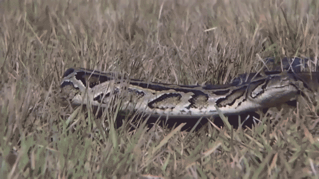 python slithers through grass.gif