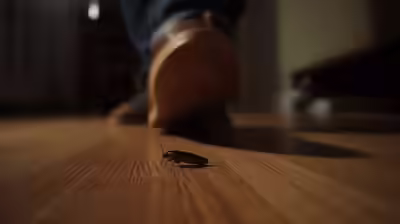 squashing a cockroach in your home can be dangerous know the reason.jpg