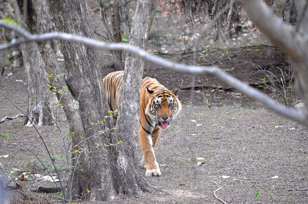 A tiger in Ranthambore National Park 2015.jpg