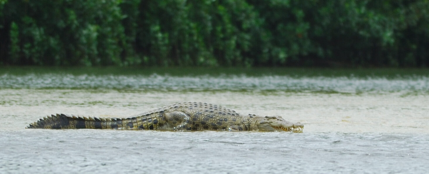 Female croc e1770010218915.jpg