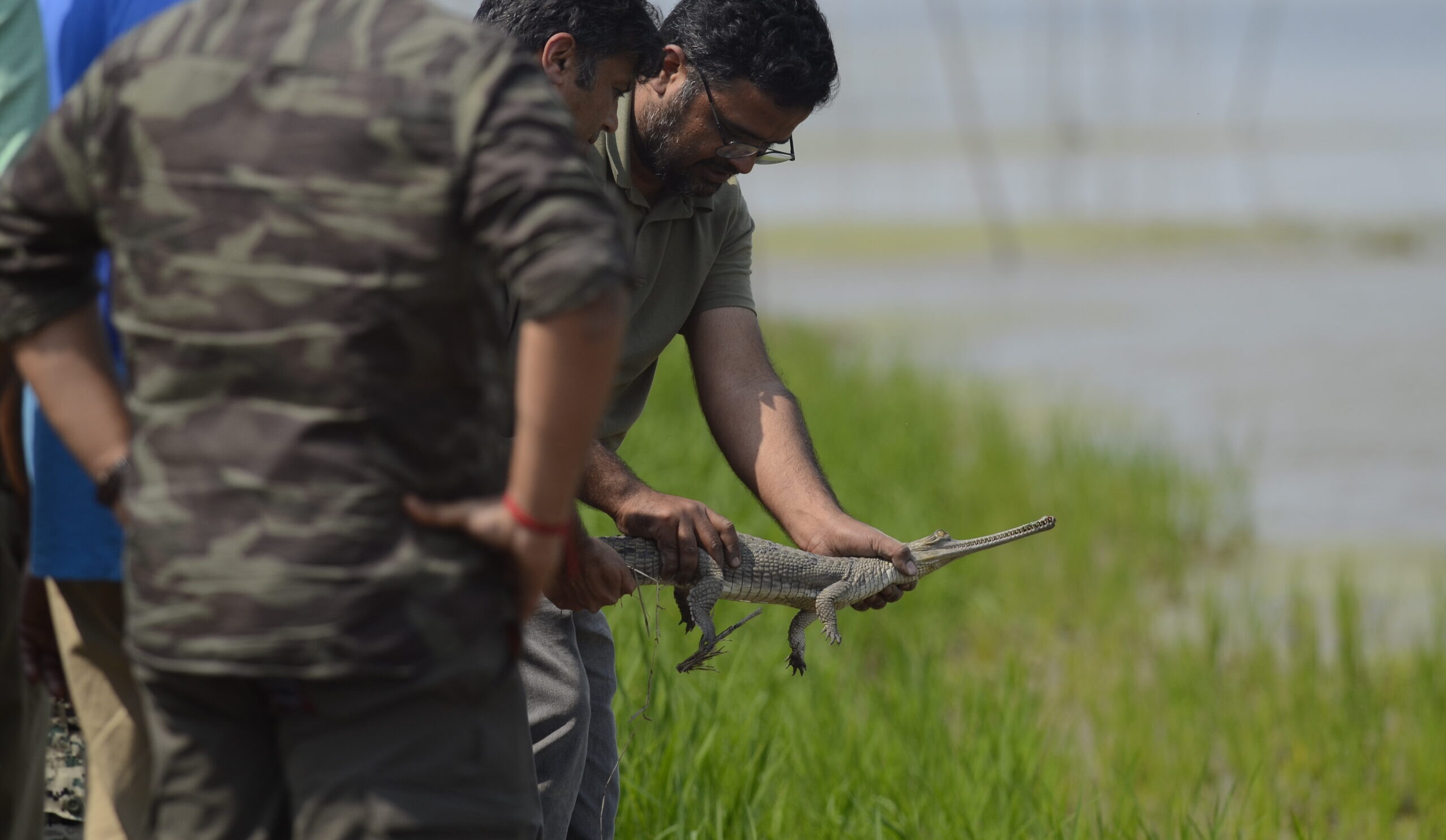 Gharial release scaled e1770199257557.jpg