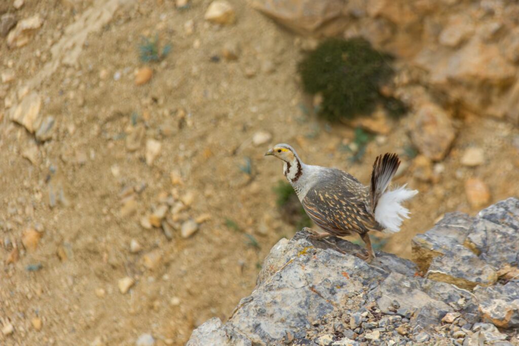 Birds are declining even in undisturbed grasslands, raising climate concerns 7 Himalayan Snowcock Kalzang Gurmet scaled.jpg
