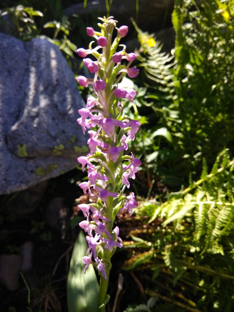 IMG 20200723 094714.jpg scaled.jpeg