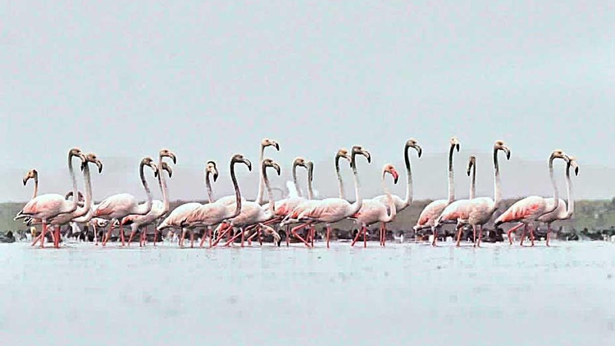 IMG flamingo 2 1 OSFHCLDN.jpg