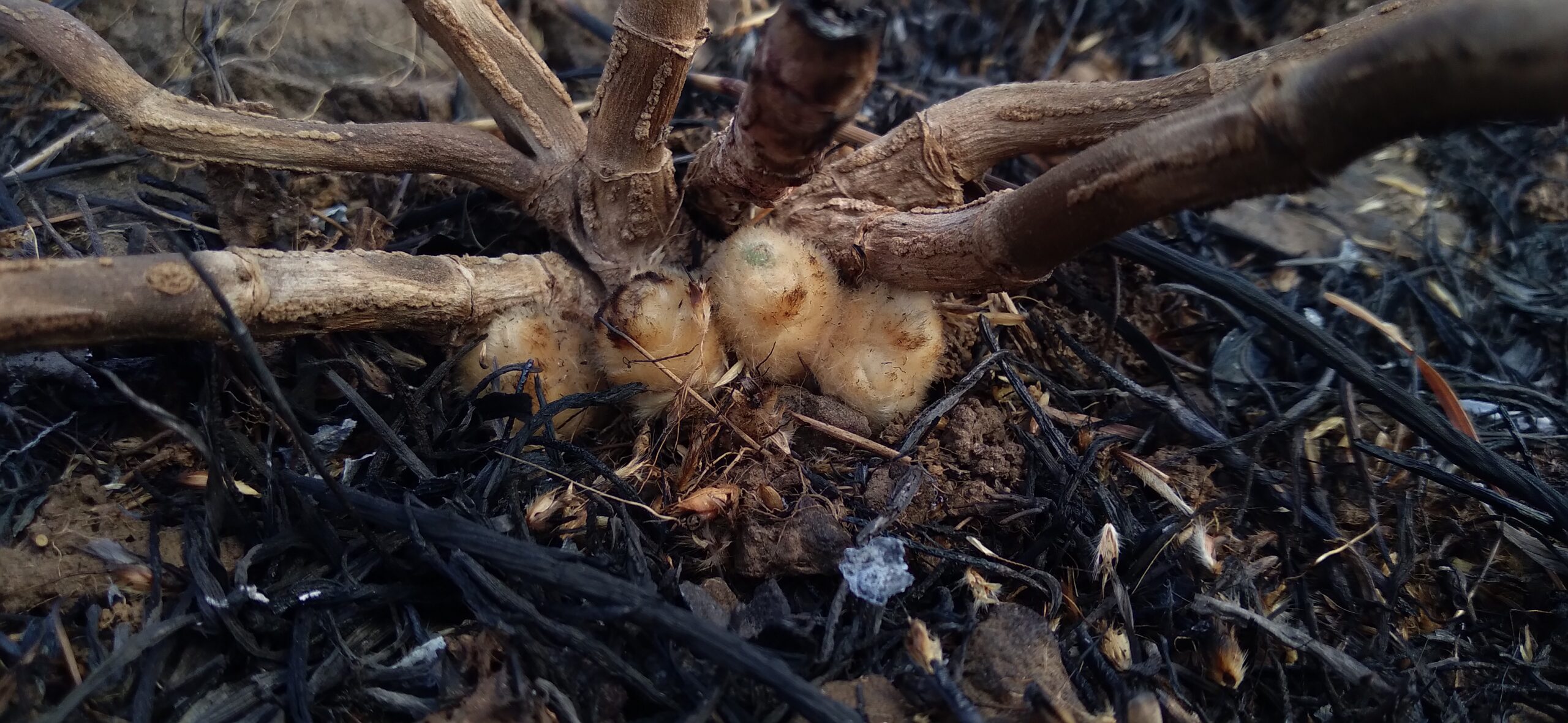 Image 3 Neuracanthus after surface fire scaled.jpg