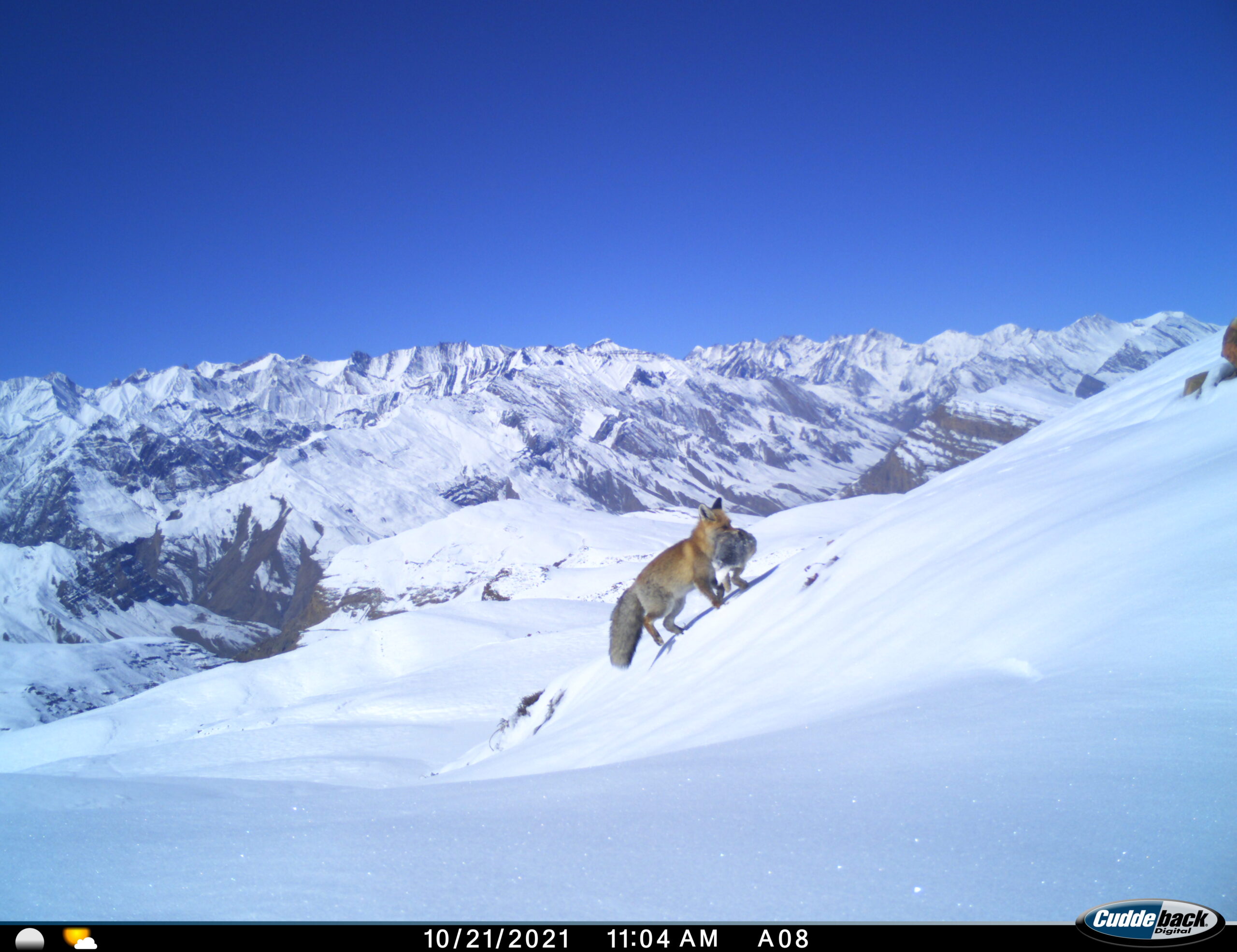 Red foxes were more common even in areas used by snow leopards wolves and dogs likely because they c.jpeg