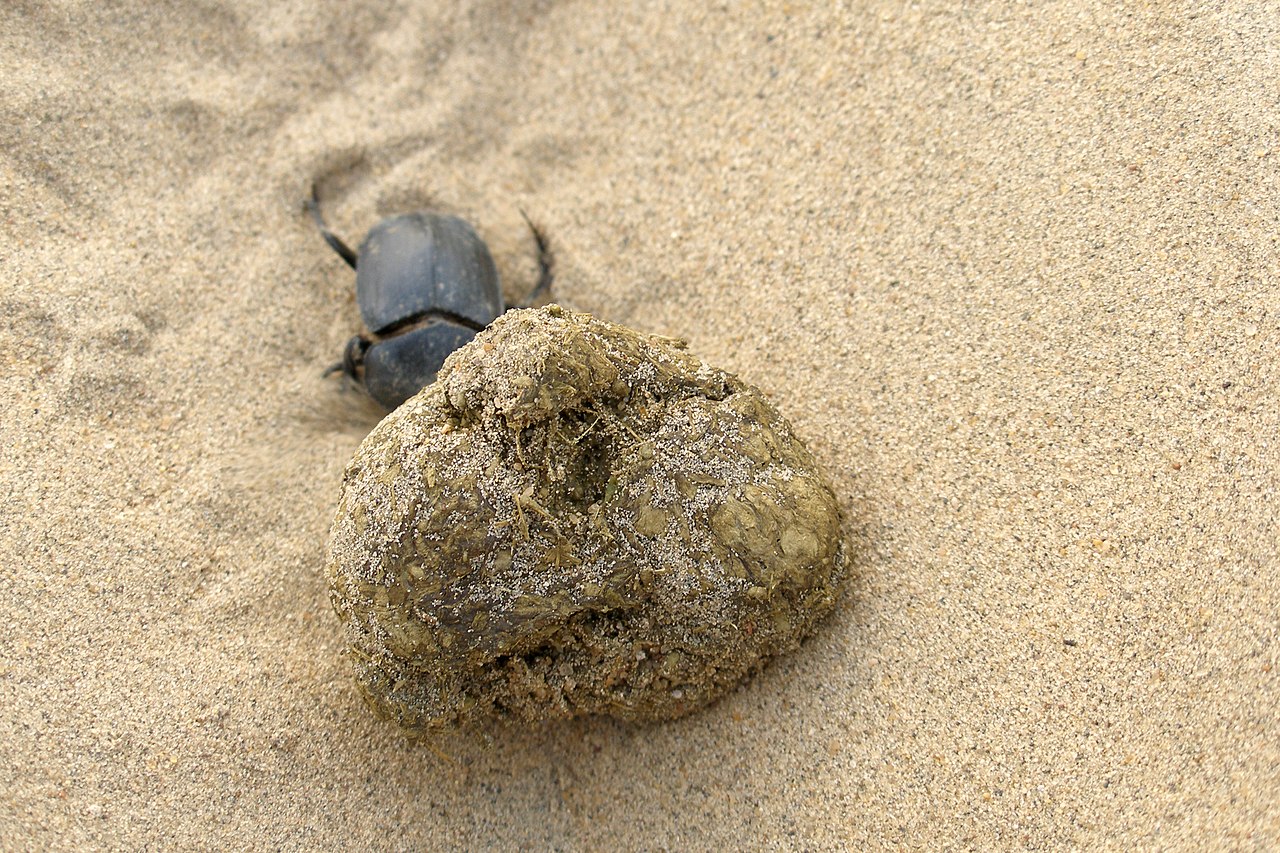 Thar Desert India Dung beetle on sand.jpg