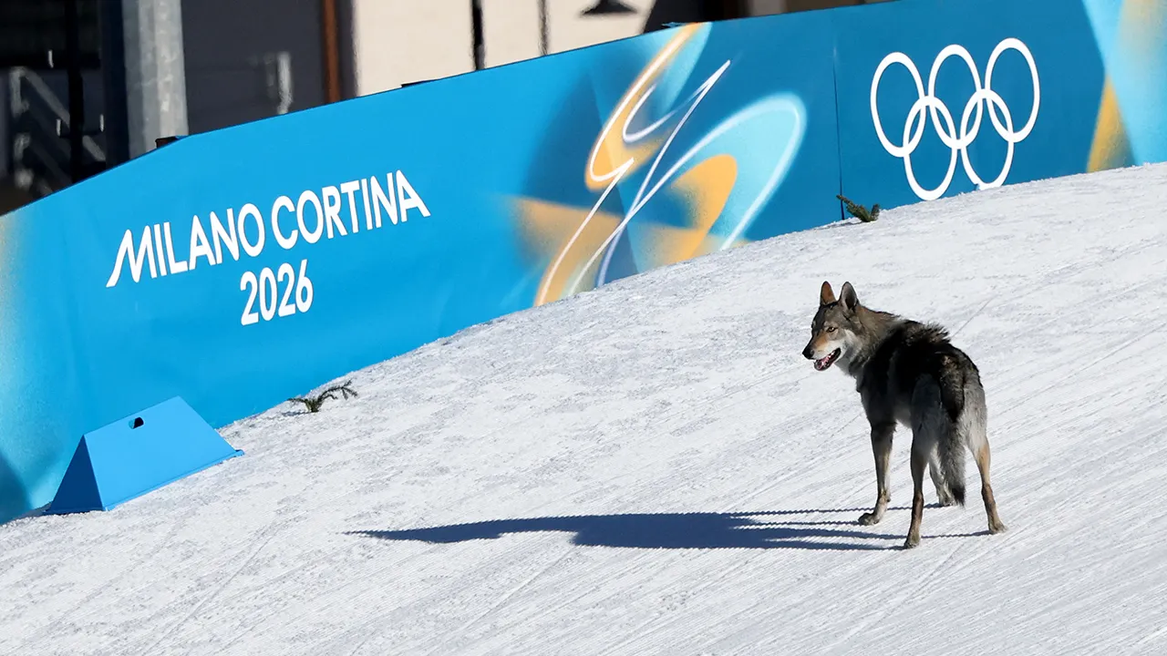 dog on course olympic event.jpg