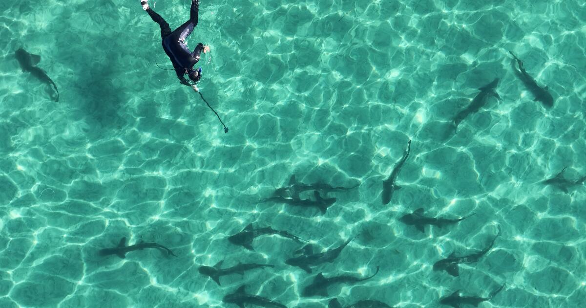 urlhttps3A2F2Fcalifornia times brightspot.s3.amazonaws.com2F682F4a2Fcb47ee23491ca3655d0dc197.jpeg