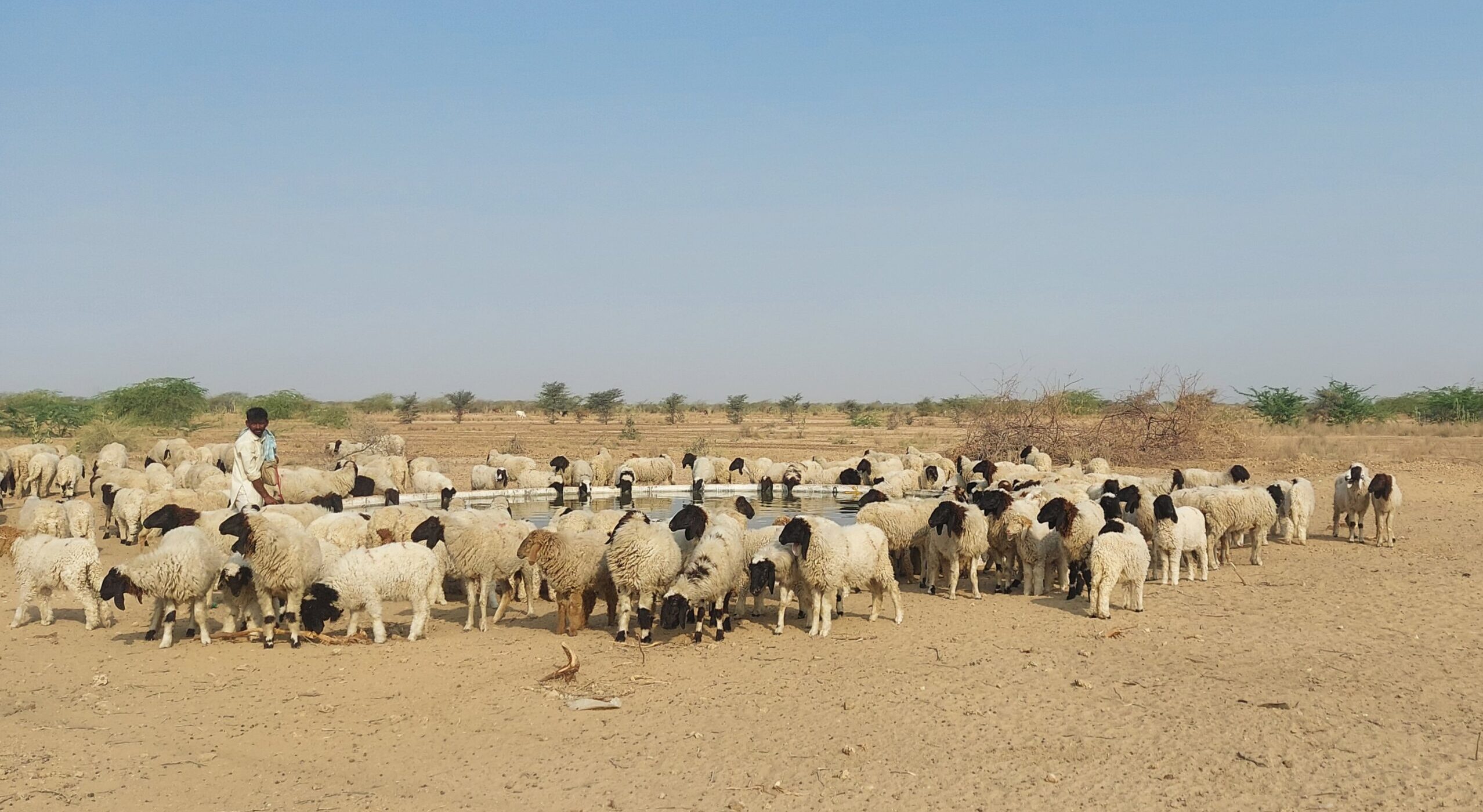 1. A flock of sheep at Raghwa village in Jaisalmer district where a 2700 MW solar park has been earm.jpeg