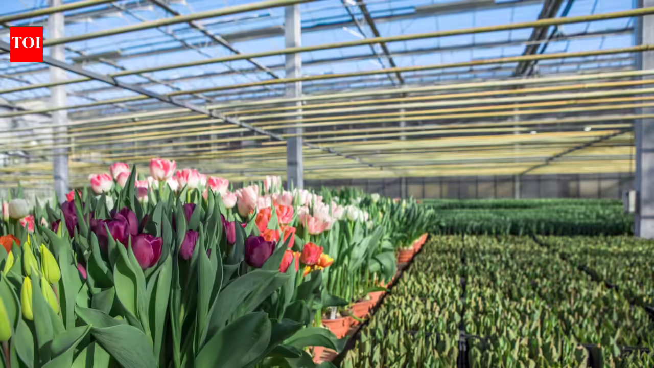 From crypto to crops: Bitcoin mining heat warms a Dutch greenhouse for growing tulips | 3 1773789605 photo.jpg