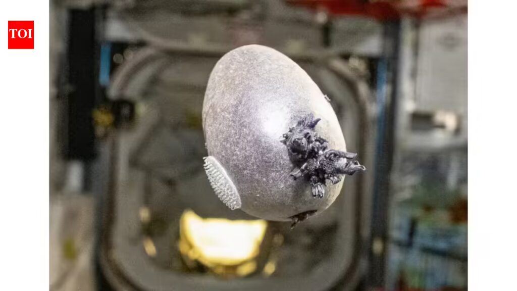 ‘Alien egg’: NASA astronaut grows purple potato on ISS, internet goes wild | 1 1774480384 photo.jpg