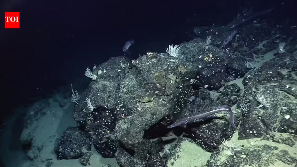 NASA’s seafloor map: How scientists mapped the ocean floor from space | 1 1774521866 photo.jpg