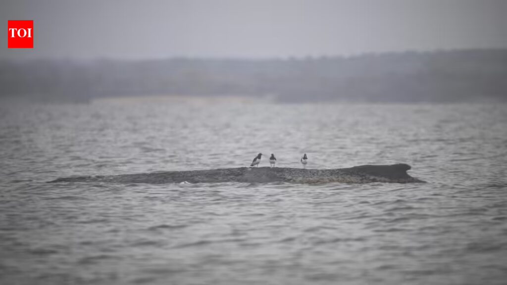 Whale done! Baltic stray makes a splashing escape, swims free again 1 1774961421 photo.jpg