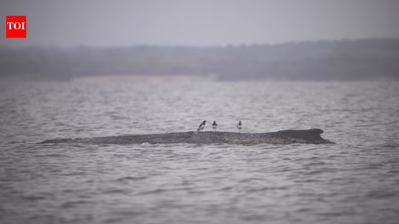 1774961421 photo.jpg